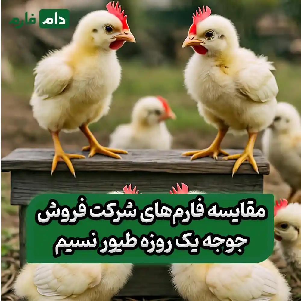 Nasim-Poultry-Day-old-Chick-Sales-Company-09190889057