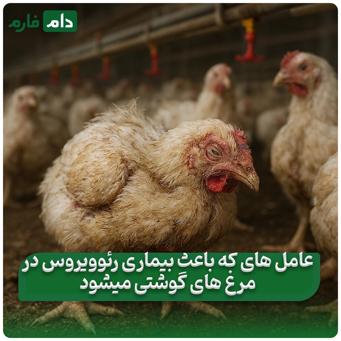 چگونه_مشکلات_کلیوی_در_مرغ‌_گوشتی_را_شناسایی_کنیم؟