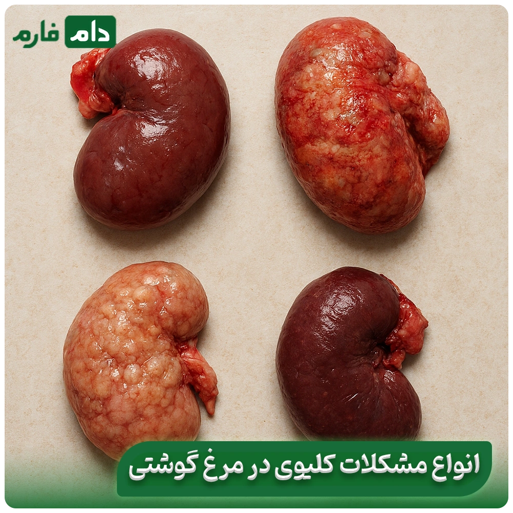 How-to-identify-kidney-problems-in-broilers