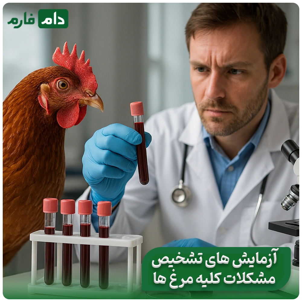 How-to-identify-kidney-problems-in-broilers