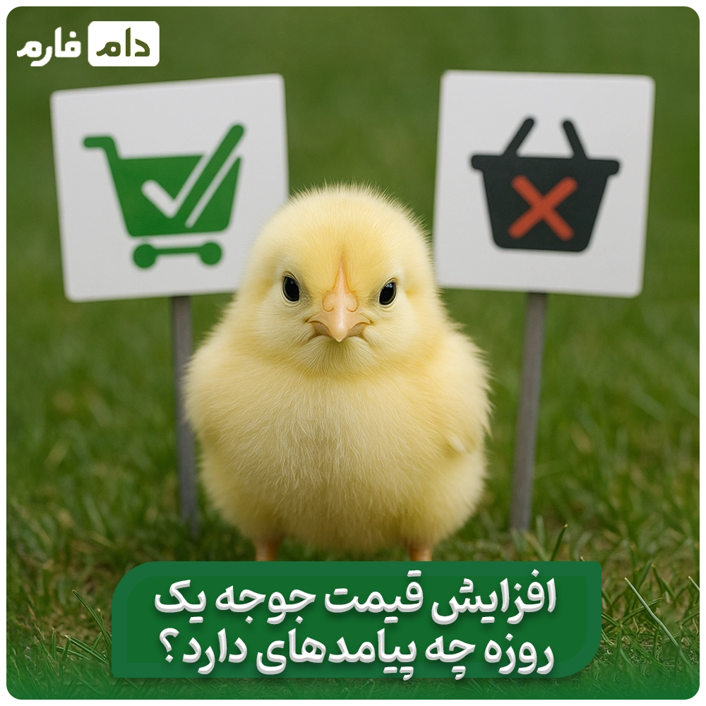 5_علت_افزایش_ناگهانی_قیمت_جوجه_یک_روزه_و_پیامدهای_آن
