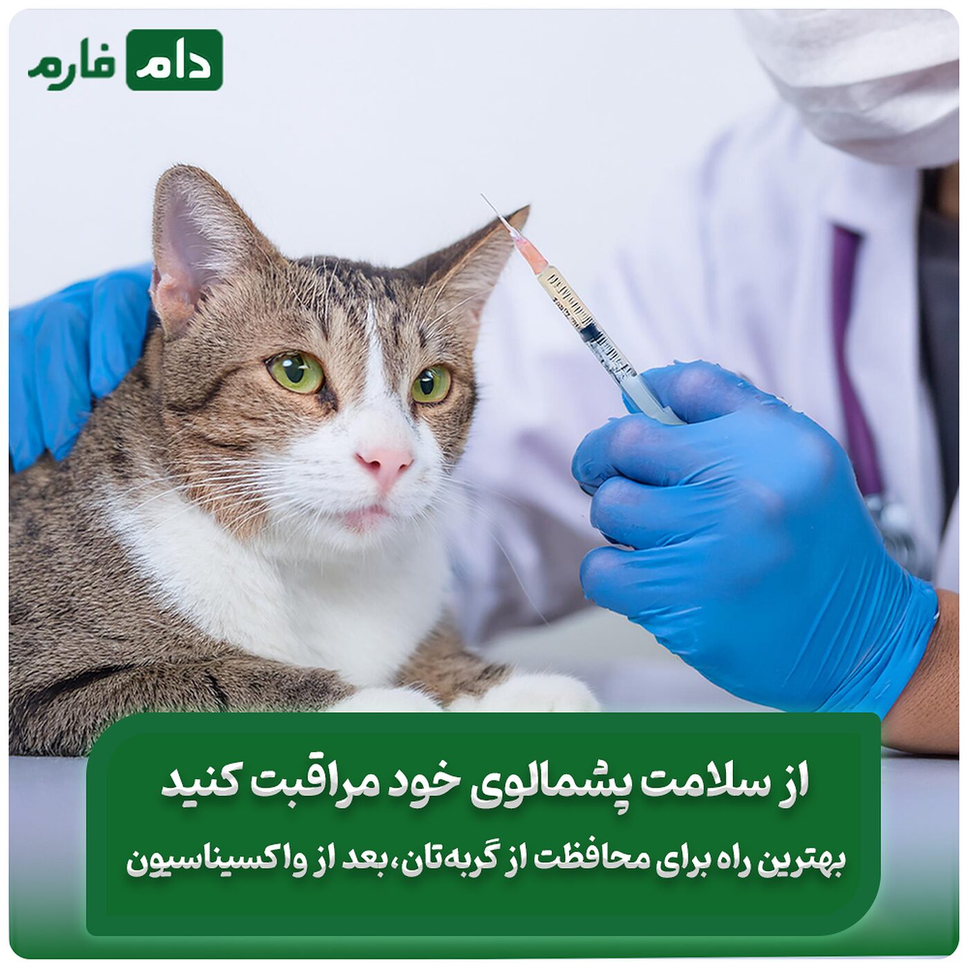مراقبت‌های_ضروری_پس_از_واکسیناسیون:_واکسن_سه‌گانه_گربه_