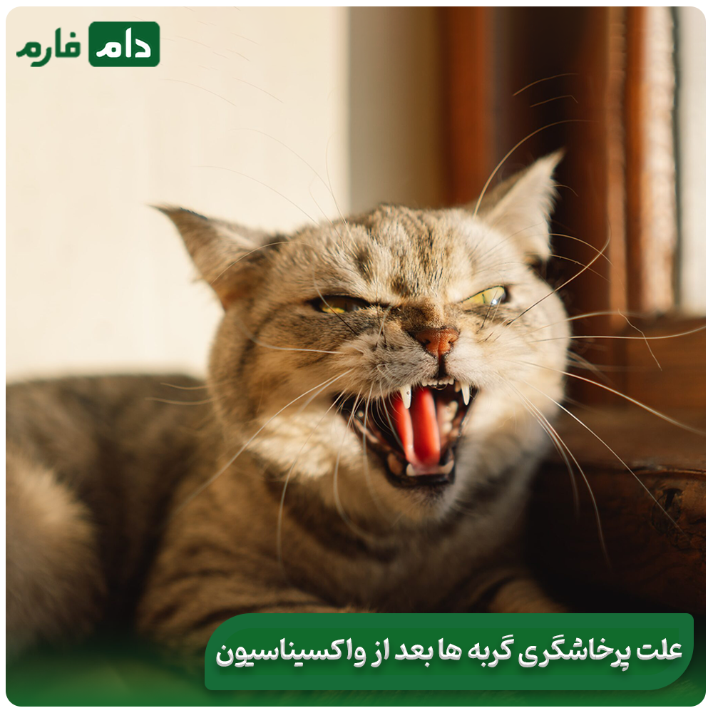 Necessary-care-after-vaccination:-trivalent-cat-vaccine