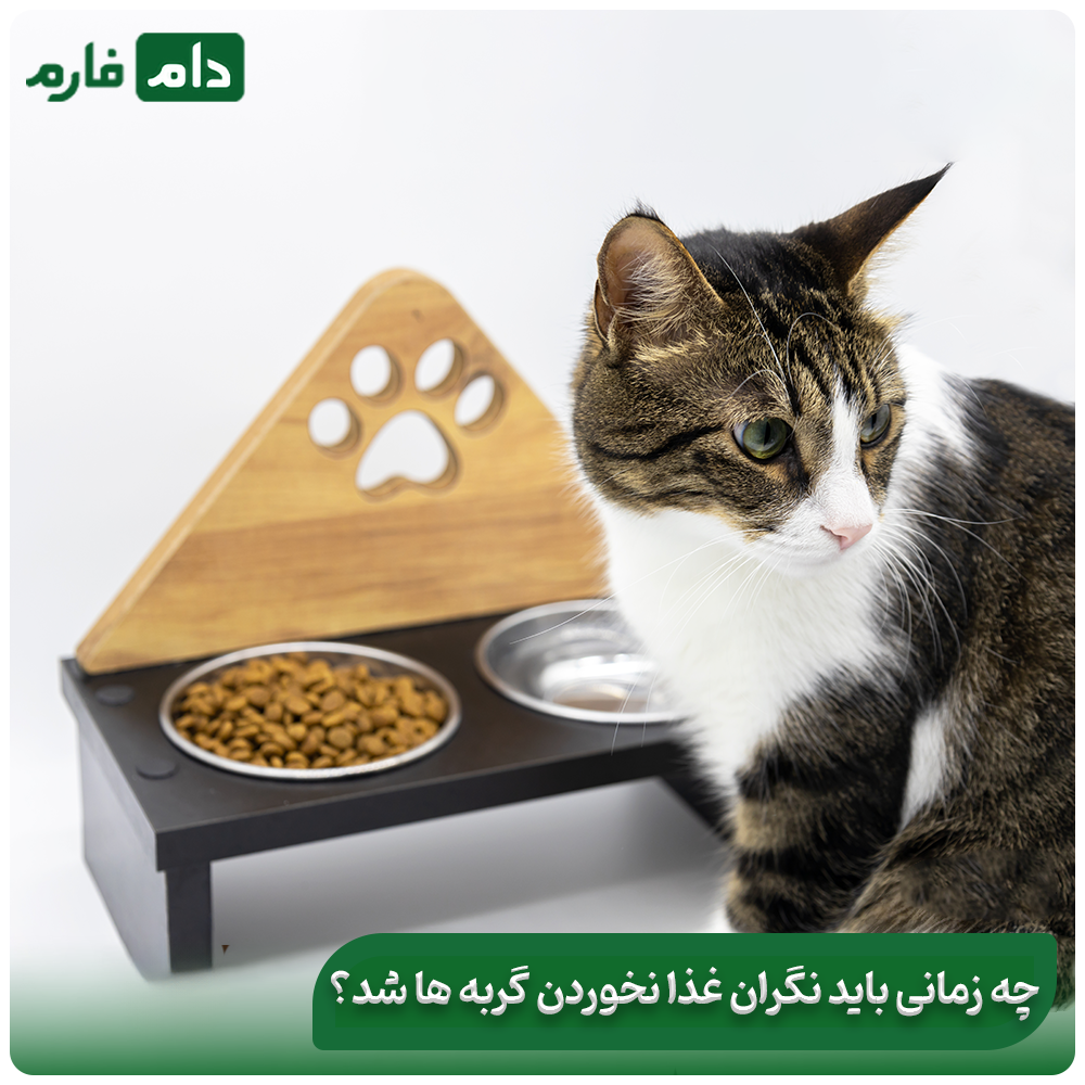 Necessary-care-after-vaccination:-trivalent-cat-vaccine