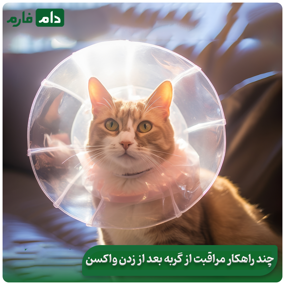 Necessary-care-after-vaccination:-trivalent-cat-vaccine