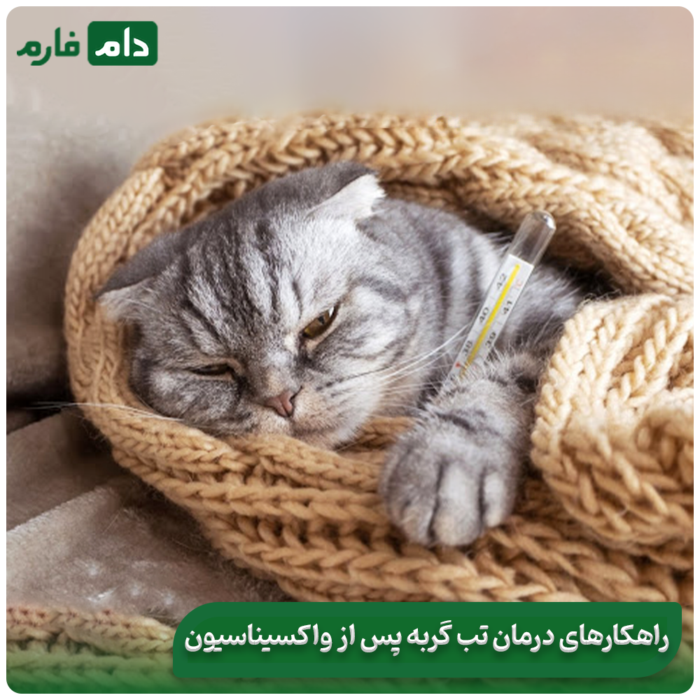 Necessary-care-after-vaccination:-trivalent-cat-vaccine