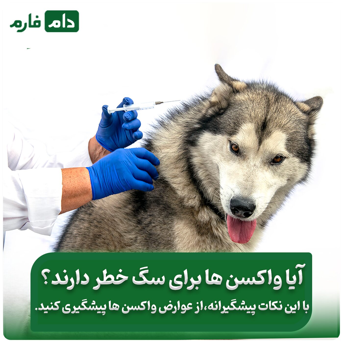 عوارض_واکسن_سگ_چیست_و_چرا_اهمیت_دارد؟چندین_راهکار_درمان_این_عوارض‌ها