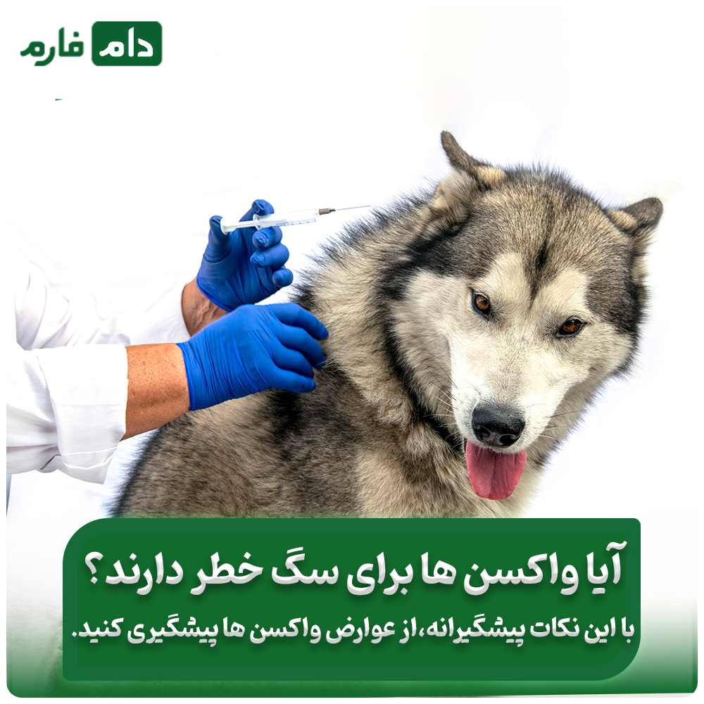 عوارض_واکسن_سگ_چیست_و_چرا_اهمیت_دارد؟چندین_راهکار_درمان_این_عوارض‌ها
