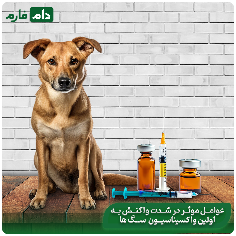 What-are-the-side-effects-of-dog-vaccines-and-why-should-there-be-a-solution-for-these-side-effects