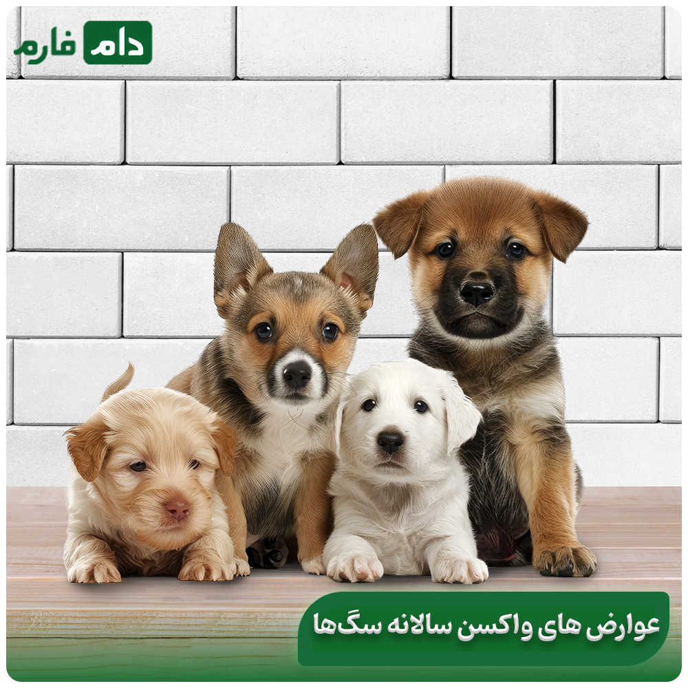 What-are-the-side-effects-of-dog-vaccines-and-why-should-there-be-a-solution-for-these-side-effects