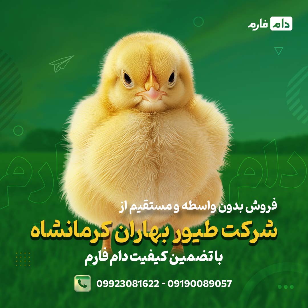 خرید_مستقیم_از_شرکت_طیور_بهاران_کرمانشاه_09190089057