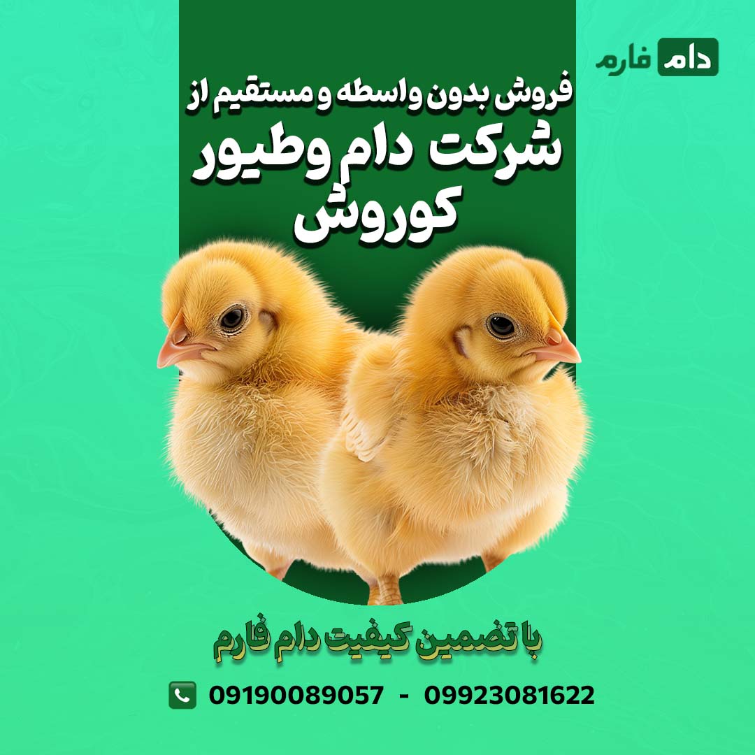فروش_جوجه_یک_روزه_شرکت_دام_و_طیور_کوروش_09190089057