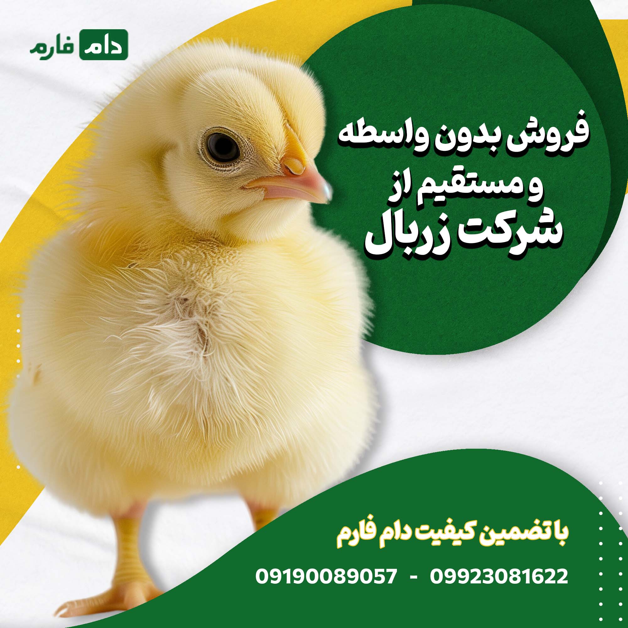 خرید_جوجه_مستقیم_شرکت_زربال_09190089057