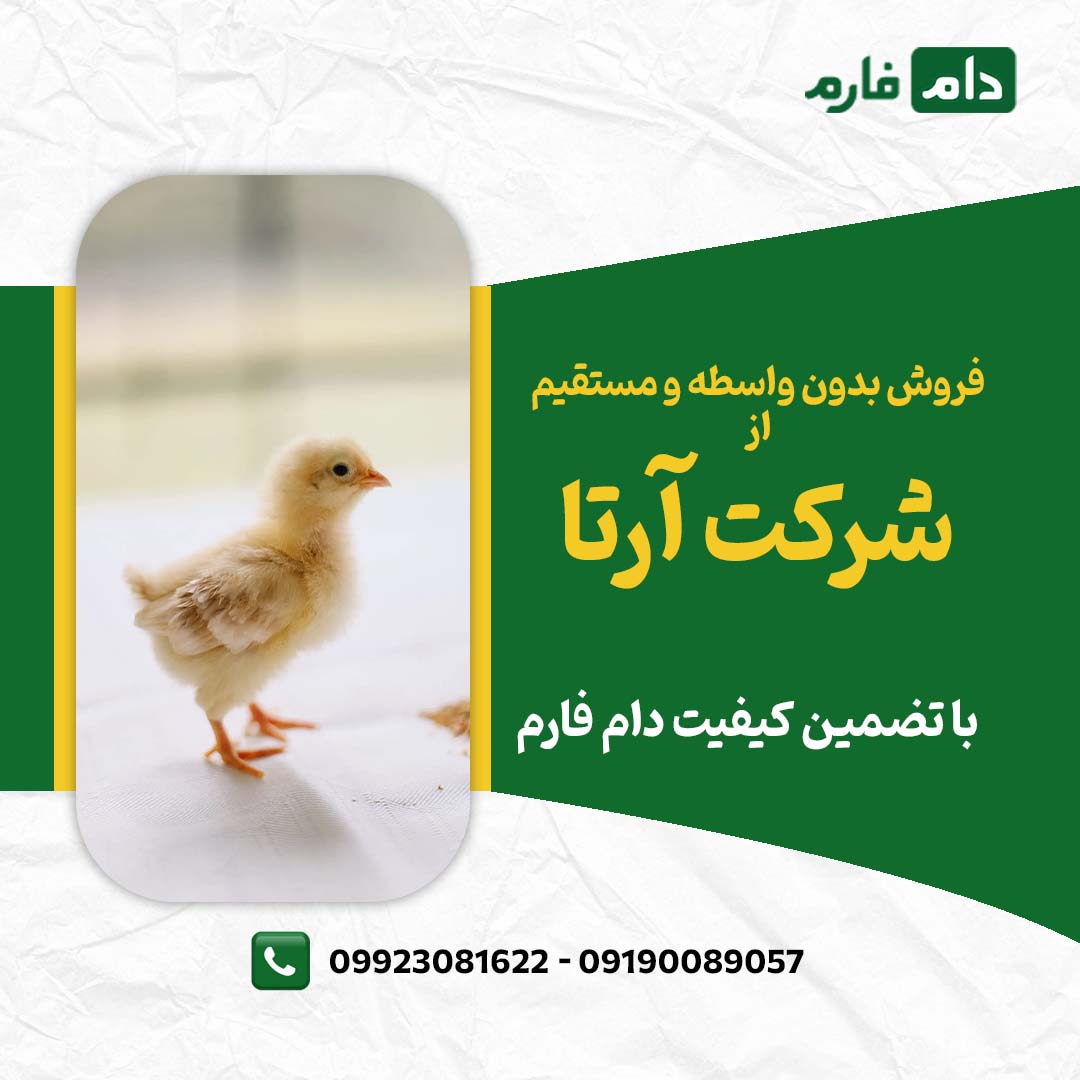 خرید_مستقیم_از_آرتا_جوجه_سبلان_09190089057