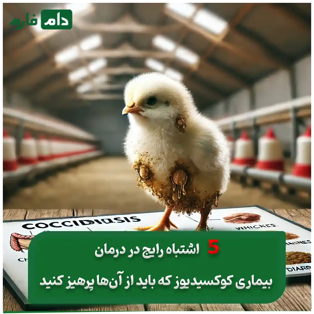 کوکسیدیوز_مرغی_:_علائم،_علت‌ها_و_درمان_قطعی