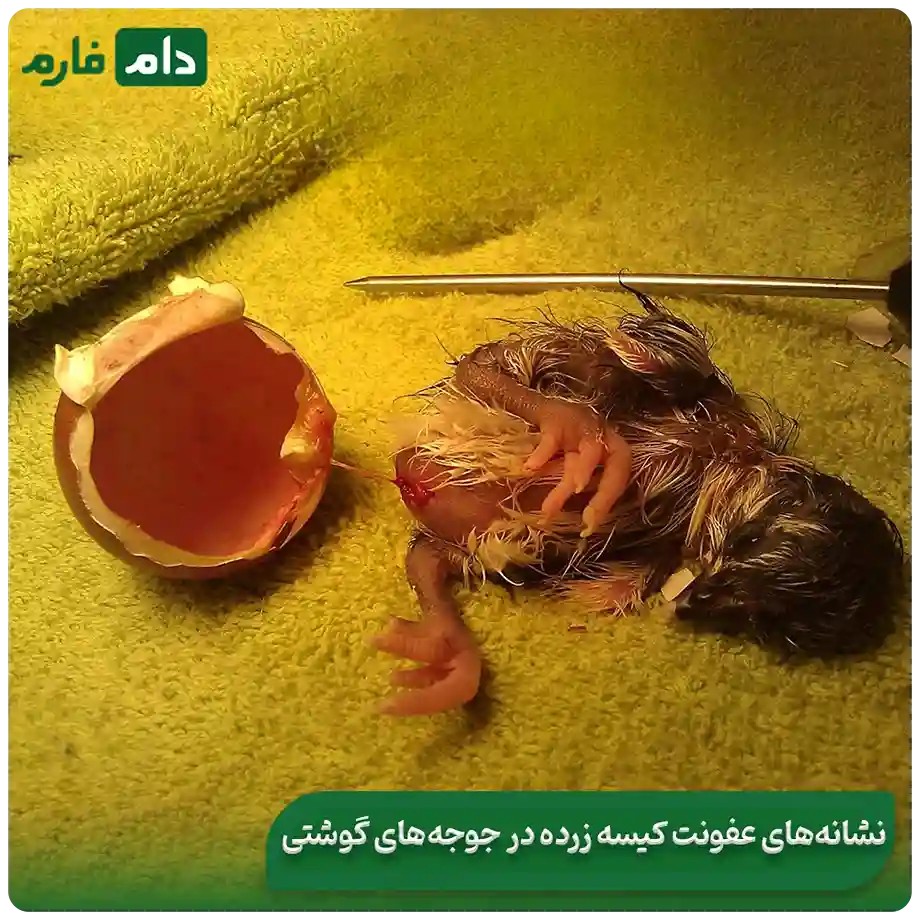 Treatment-of-yolk-sac-disease-in-chickens
