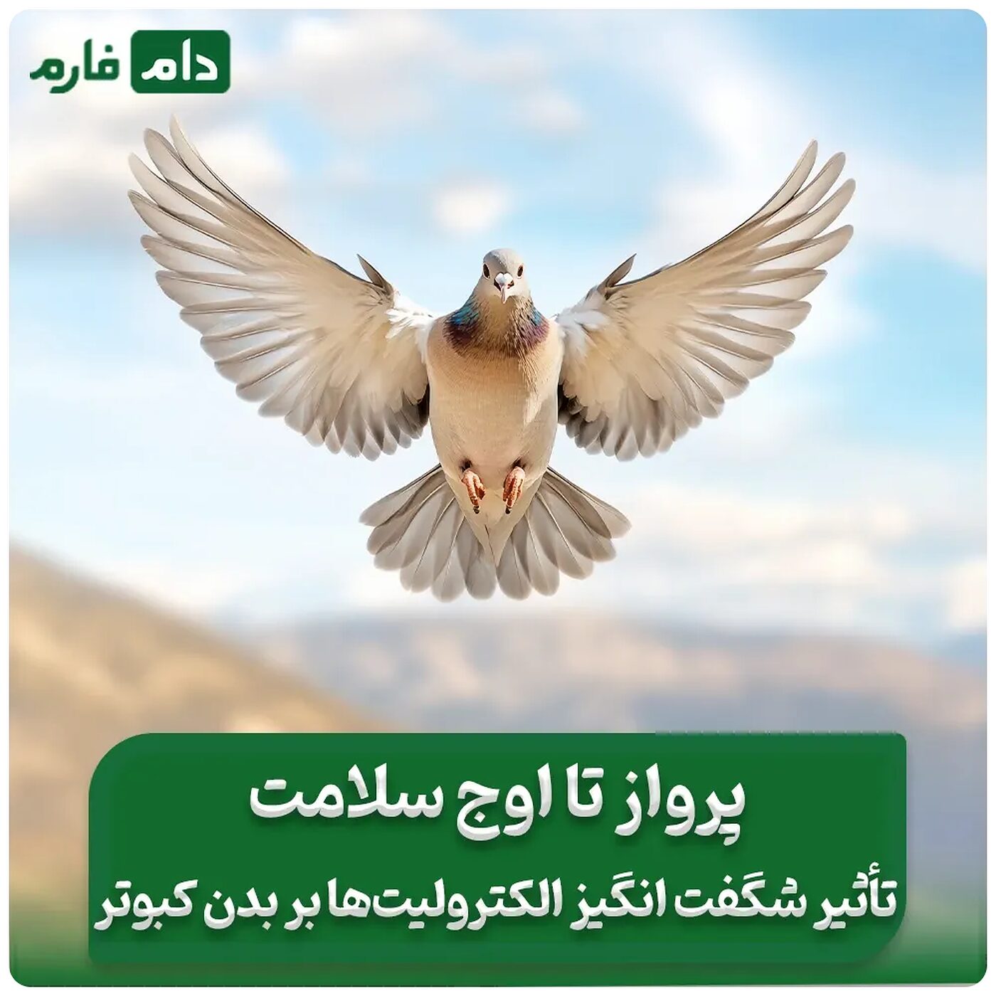 پرواز_تا_اوج_سلامت_:_تأثیر_شگفت‌انگیز_الکترولیت‌ها_بر_بدن_کبوتر