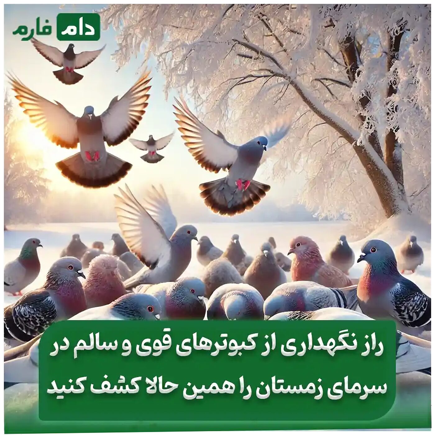 غذای_کبوتر_در_زمستان_–_بهترین_راهکارهای_تغذیه_در_روزهای_سرد