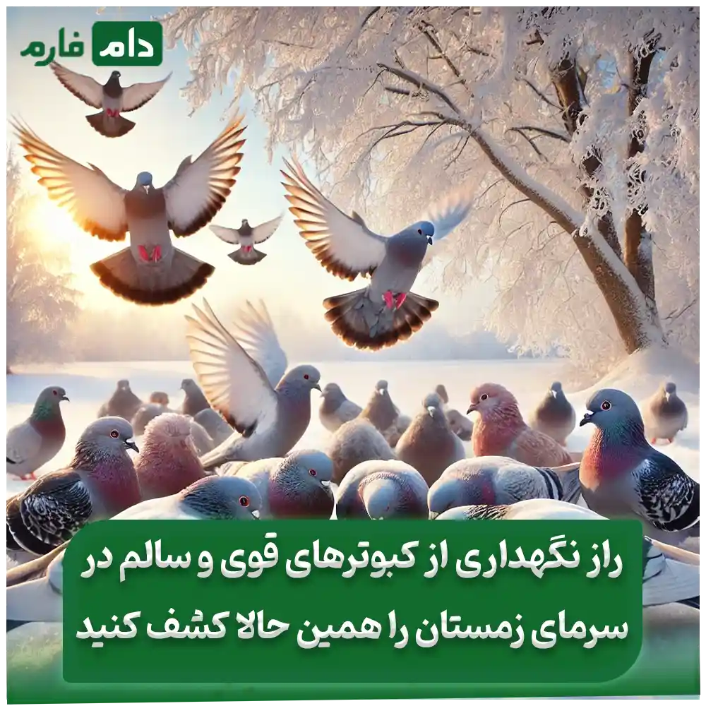 غذای_کبوتر_در_زمستان_–_بهترین_راهکارهای_تغذیه_در_روزهای_سرد