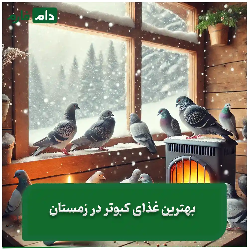 Pigeon-food-in-winter---the-best-feeding-strategies-in-cold-days
