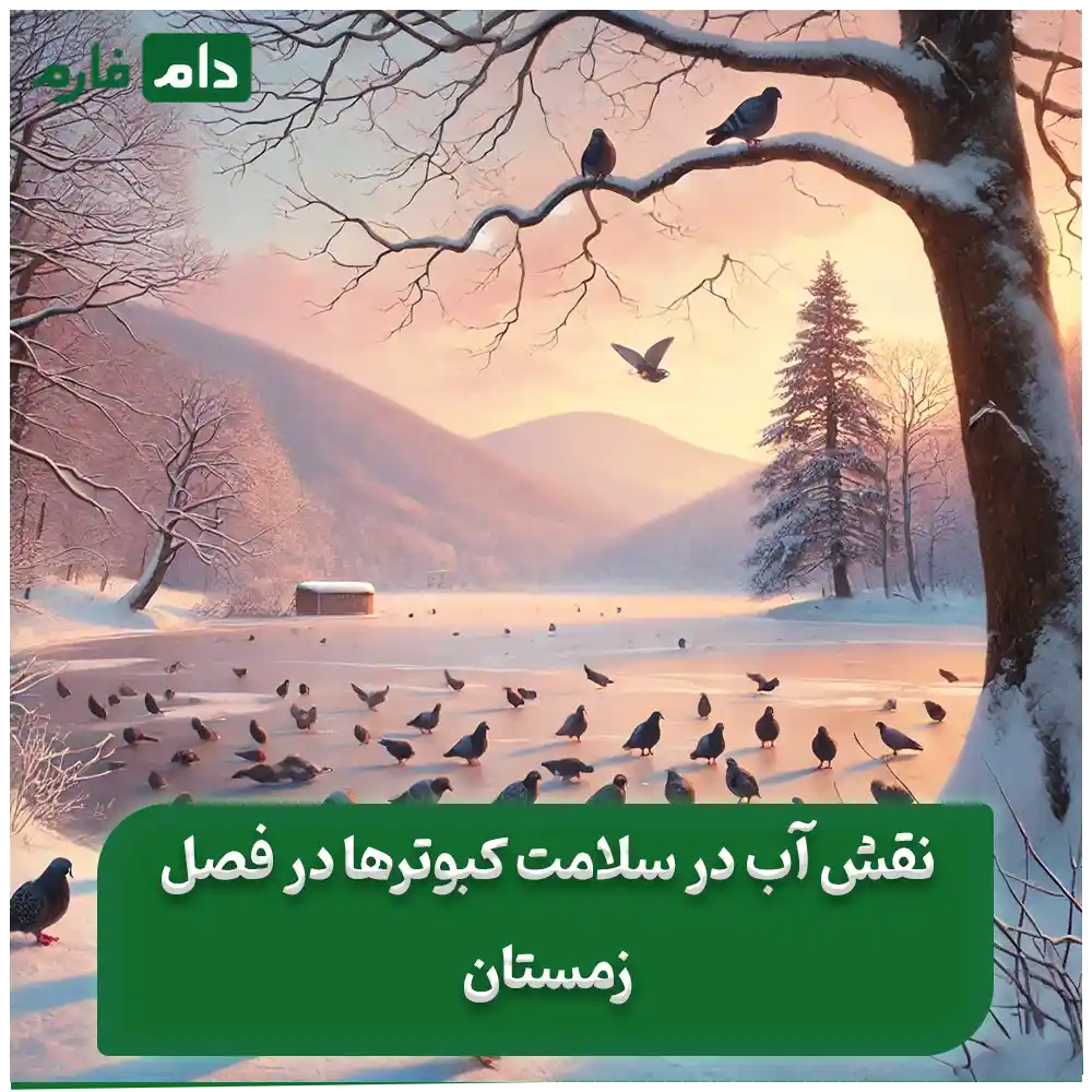 Pigeon-food-in-winter---the-best-feeding-strategies-in-cold-days