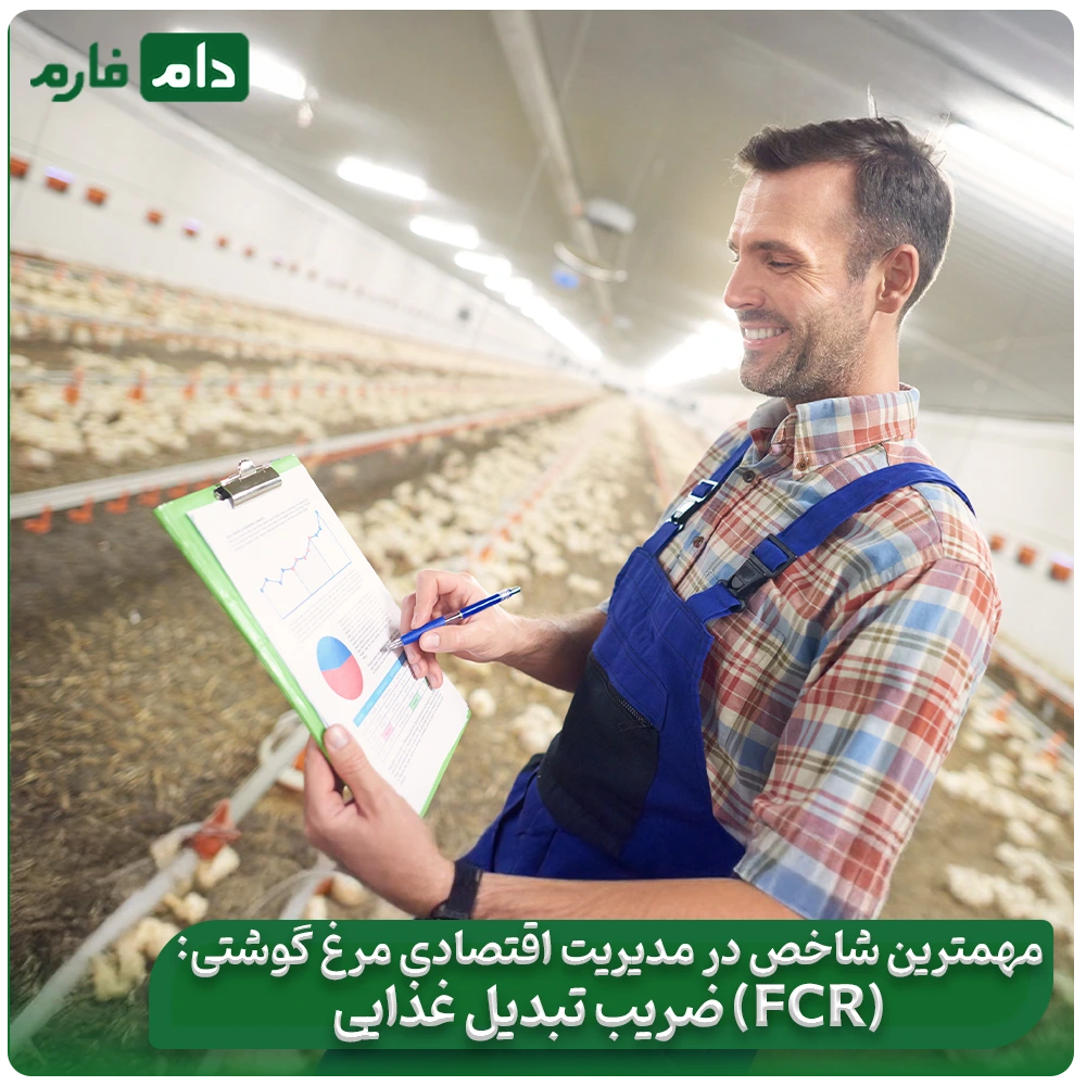 The-secret-to-the-profit-of-successful-poultry-farmers:-How-to-multiply-your-profits-by-reducing-the-feed-conversion-ratio-FCR