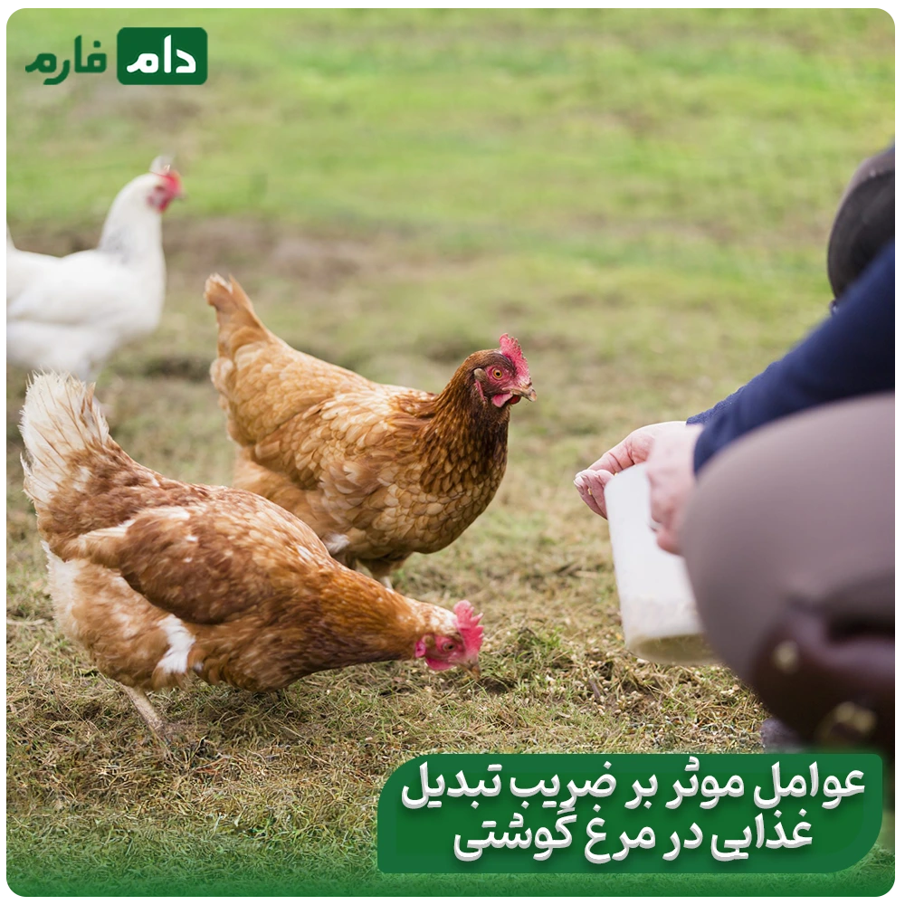 The-secret-to-the-profit-of-successful-poultry-farmers:-How-to-multiply-your-profits-by-reducing-the-feed-conversion-ratio-FCR