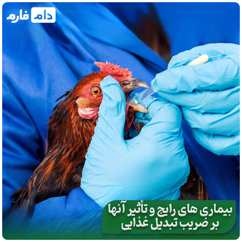 The-secret-to-the-profit-of-successful-poultry-farmers:-How-to-multiply-your-profits-by-reducing-the-feed-conversion-ratio-FCR