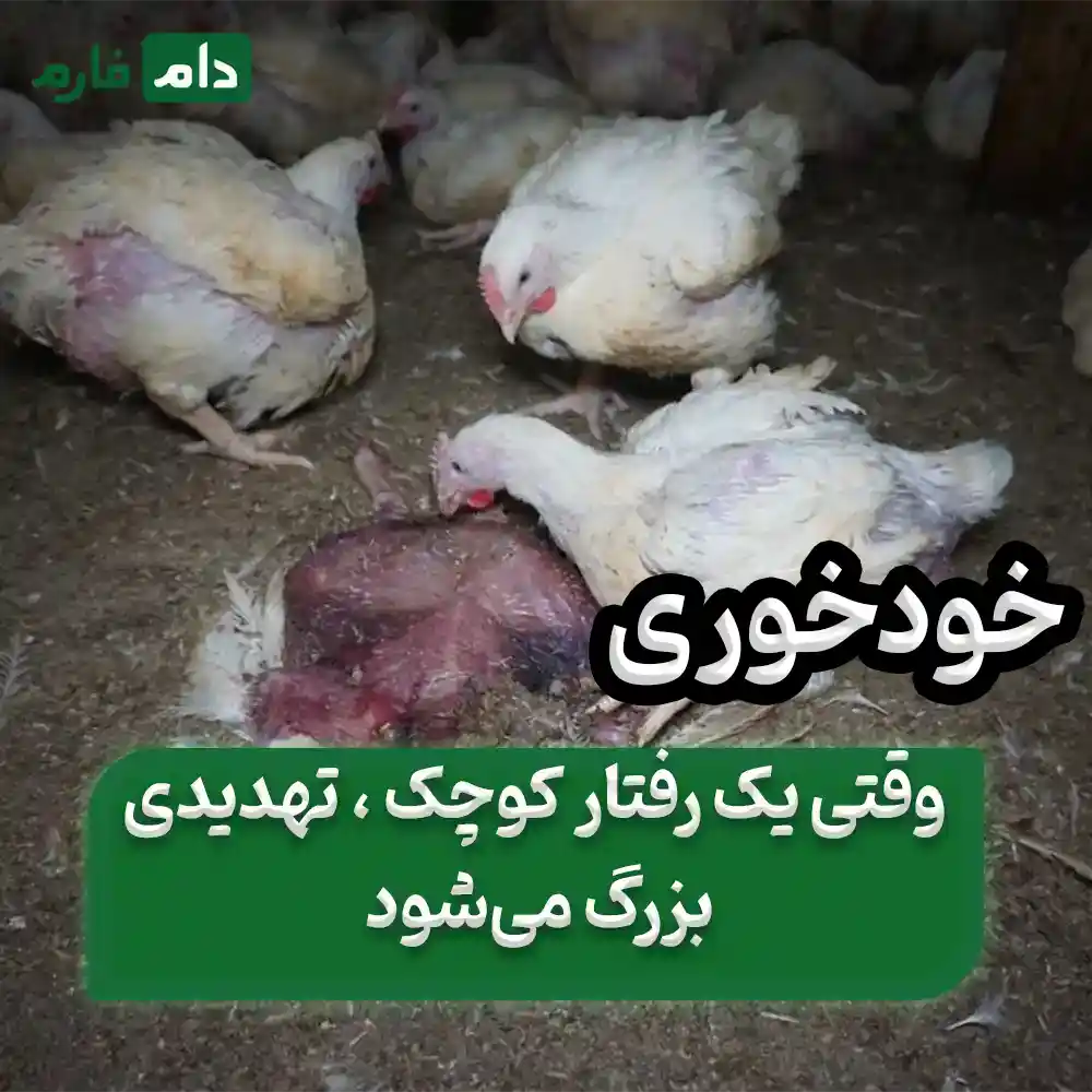 ۸_دلیل_اصلی_خودخوری_یا_کانیبالیسم_در_جوجه‌های_گوشتی_+_راهکارهای_فوری_برای_کنترل_آن