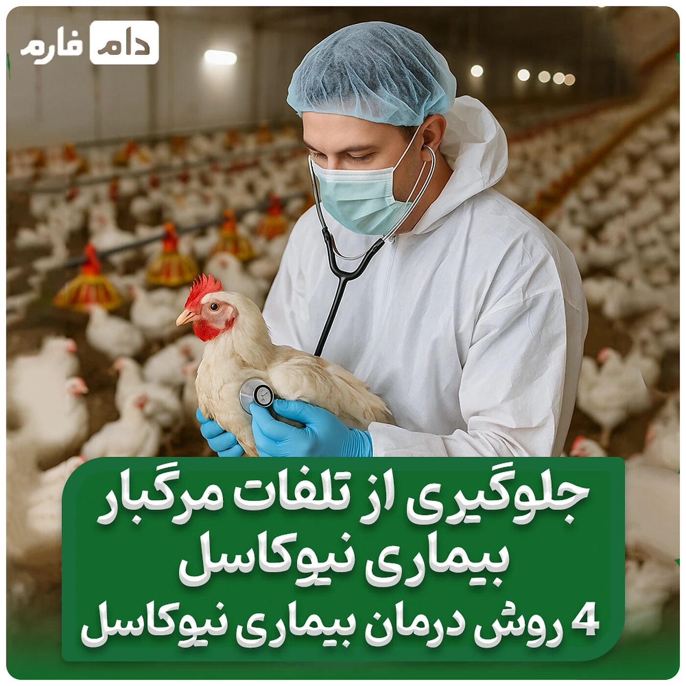 علائم_بیماری_نیوکاسل_|_4_روش_درمان_قطعی