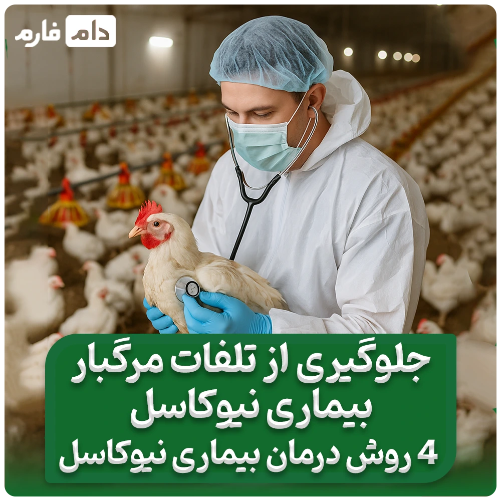 جلوگیری_از_تلفات_مرگبار_بیماری_نیوکاسل_|_4_روش_درمان_بیماری_نیوکاسل