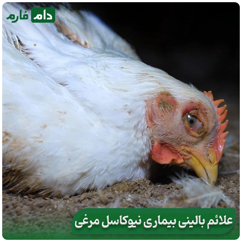 Newcastle-disease,-characteristics,-symptoms,-best-method-of-identification-and-treatment