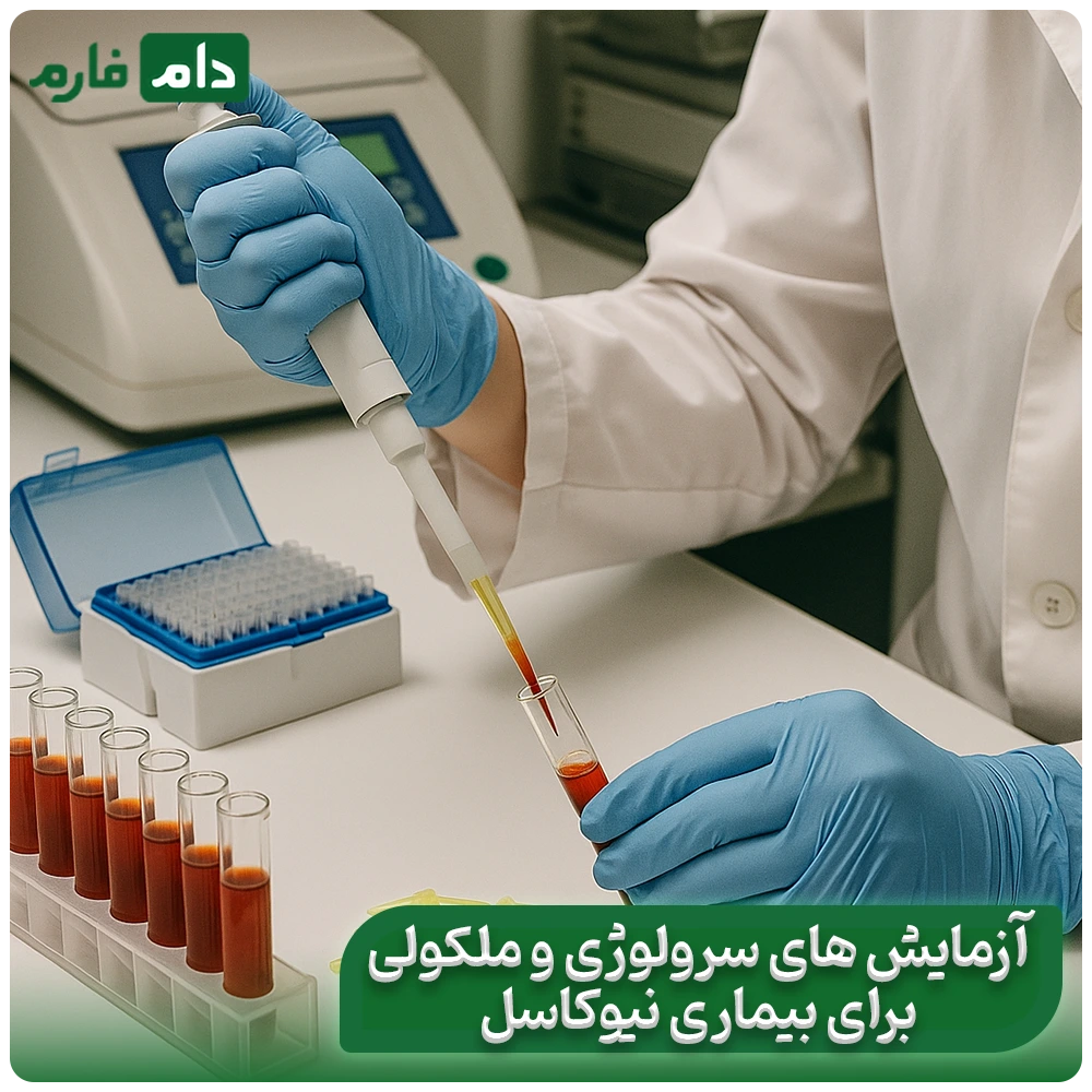 Newcastle-disease,-characteristics,-symptoms,-best-method-of-identification-and-treatment