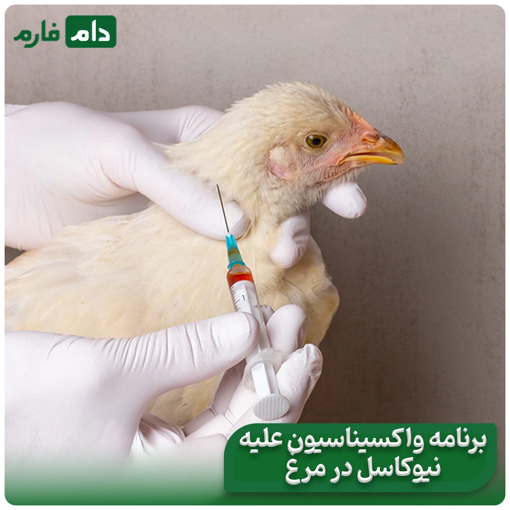 Newcastle-disease,-characteristics,-symptoms,-best-method-of-identification-and-treatment