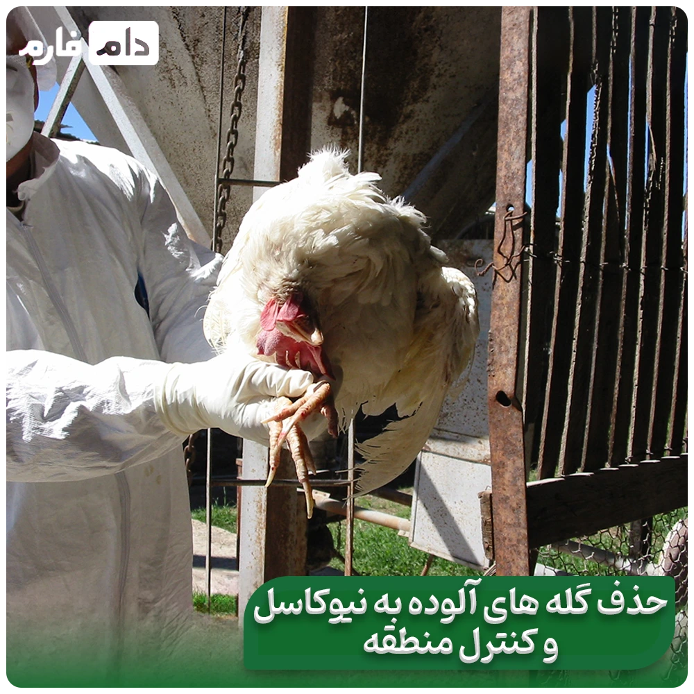 Newcastle-disease,-characteristics,-symptoms,-best-method-of-identification-and-treatment