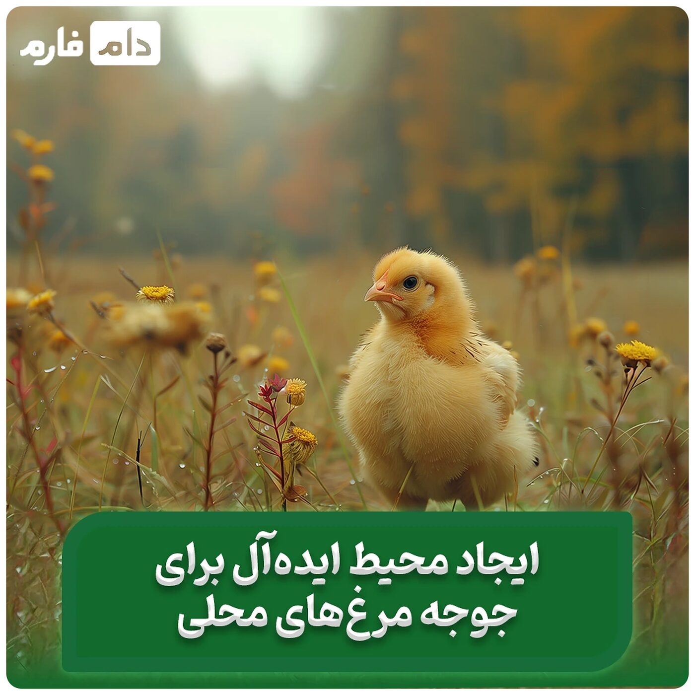 مهم‌ترین_نکات_برای_تأمین_تغذیه_جوجه_مرغ_محلی
