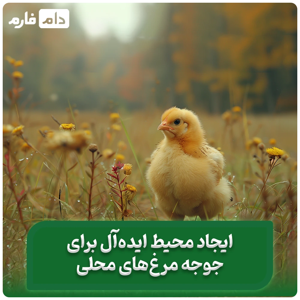 مهم‌ترین_نکات_برای_تأمین_تغذیه_جوجه_مرغ_محلی