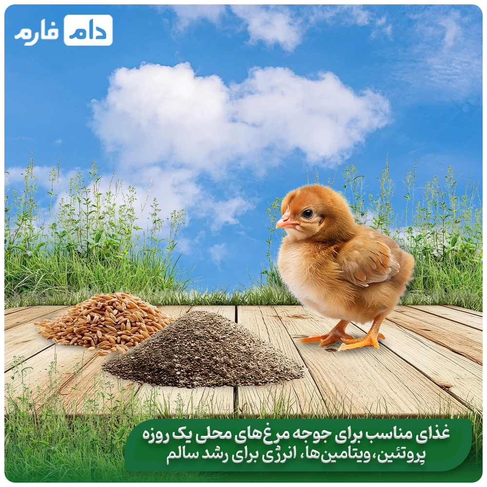 The-most-important-tips-for-feeding-local-chickens