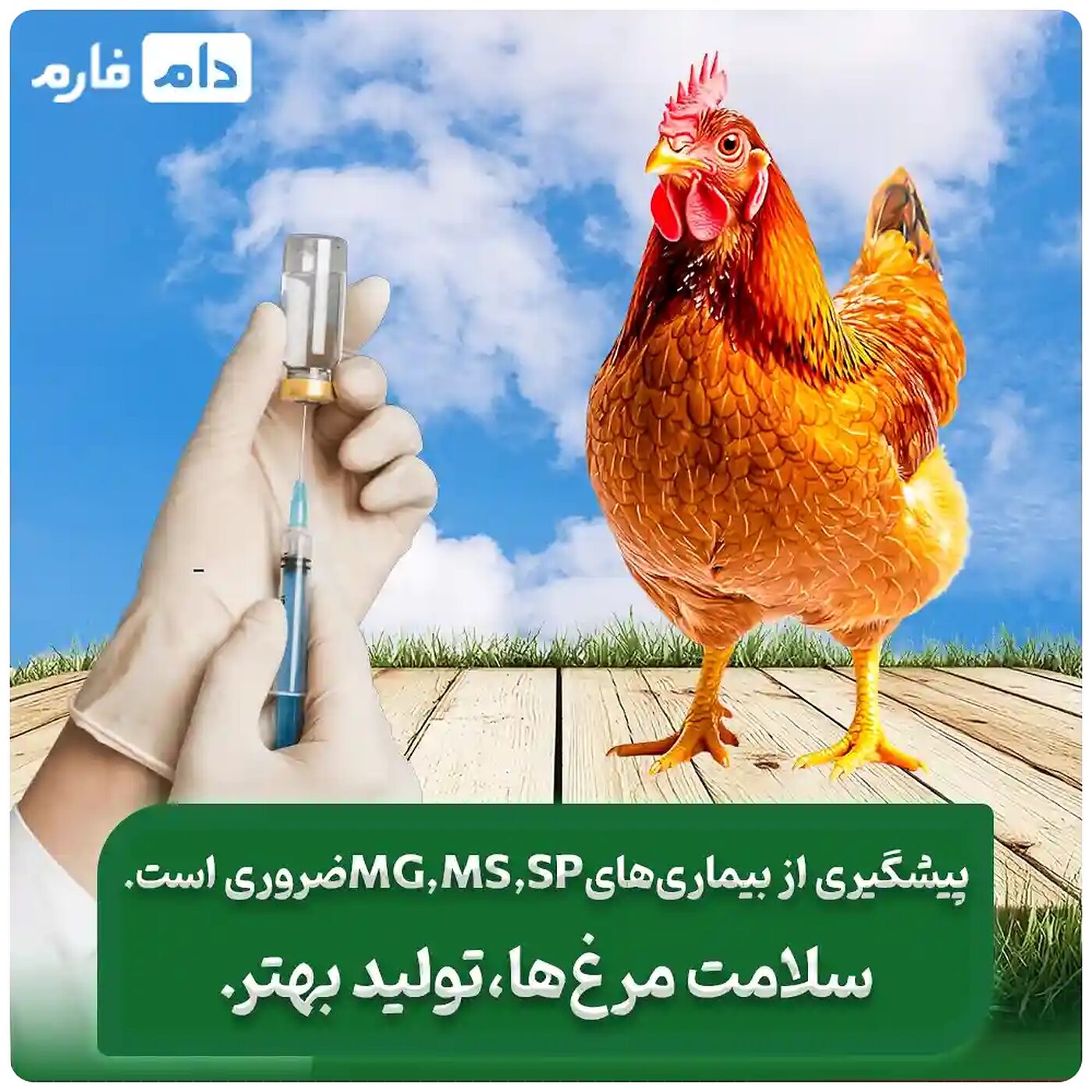 _مشکل_بیماری_MG_MS__از_جوجه_یا_مرغ_مادر_|_علت_،_علائم_بیماری_MG_._MS_._SP_