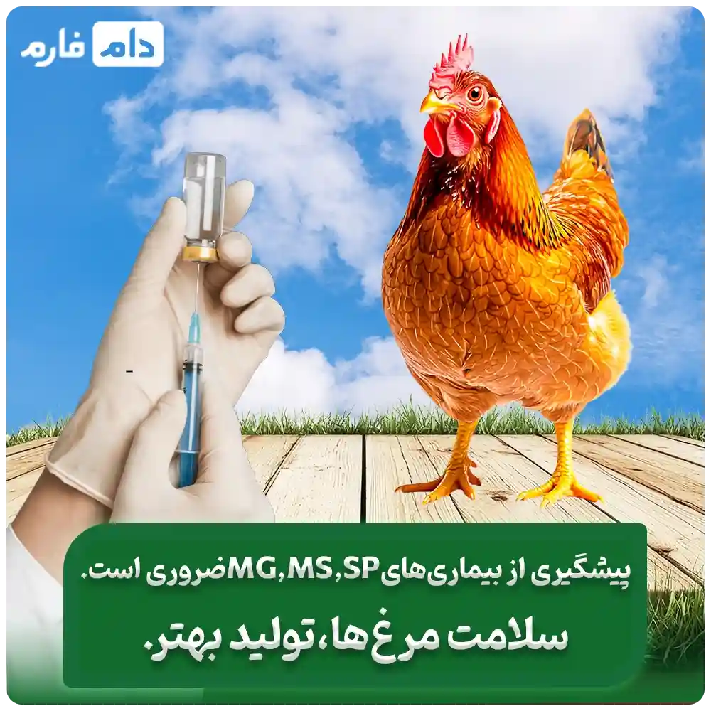 _مشکل_بیماری_MG_MS__از_جوجه_یا_مرغ_مادر_|_علت_،_علائم_بیماری_MG_._MS_._SP_