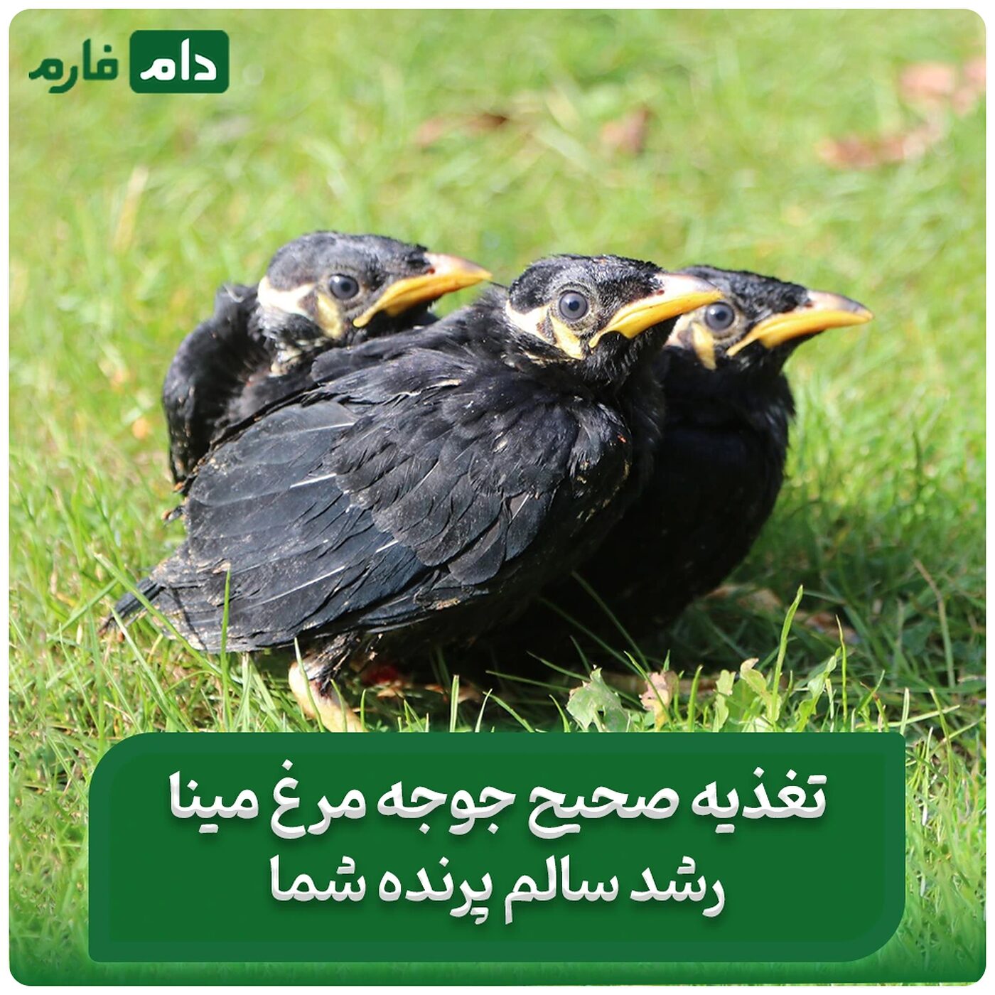 تغذیه_جوجه_مرغ_مینا