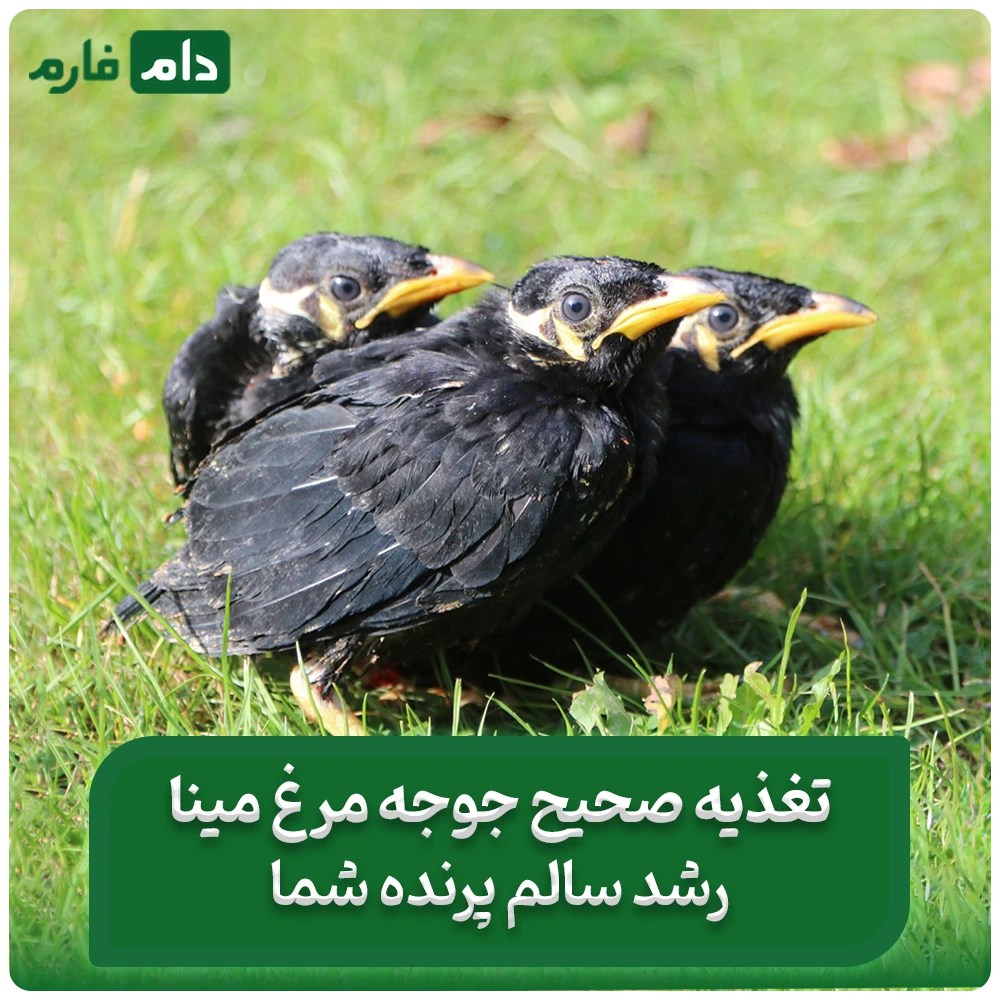 تغذیه_جوجه_مرغ_مینا