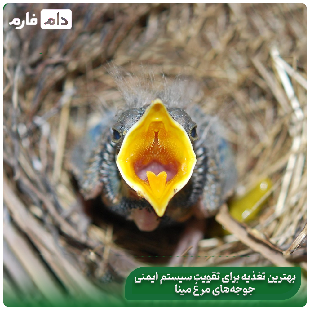 Feeding-minnow-chicks