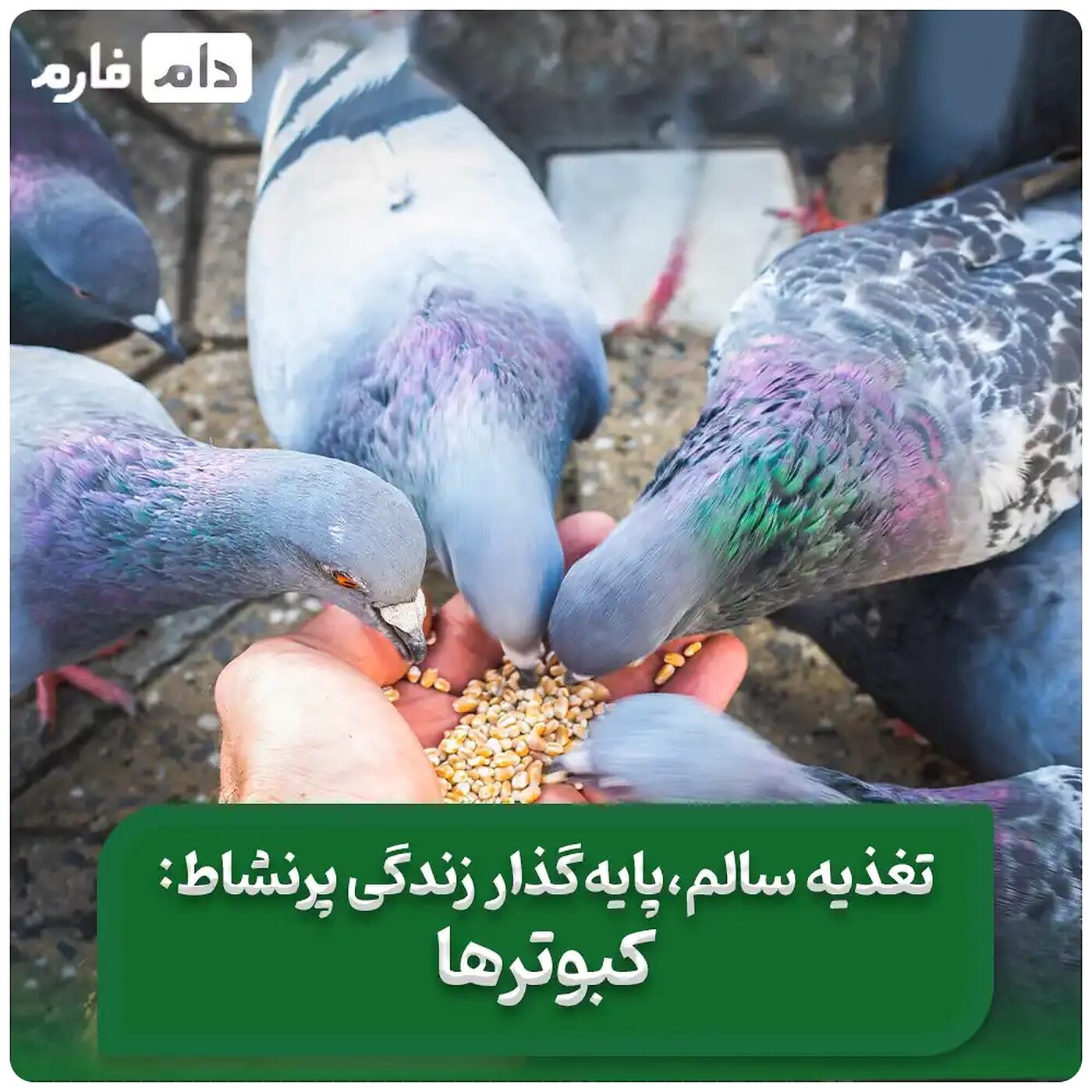 بهترین_مقدار_غذا_برای_کبوتر_در_روز_|__بهترین_خوراک_برای_کبوتر_