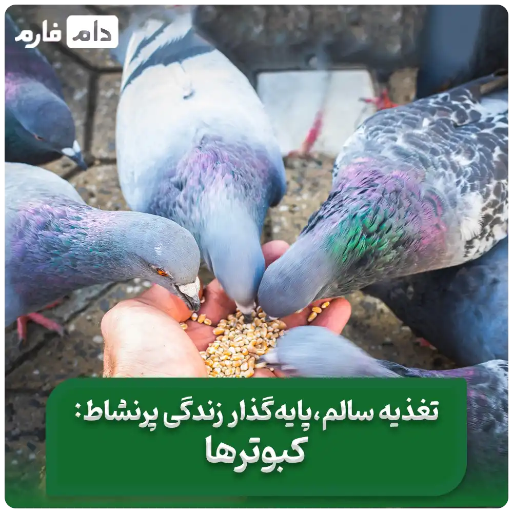 بهترین_تغذیه‌ها_برای_رشد_کبوتر_|__بهترین_خوراک_برای_کبوتر_