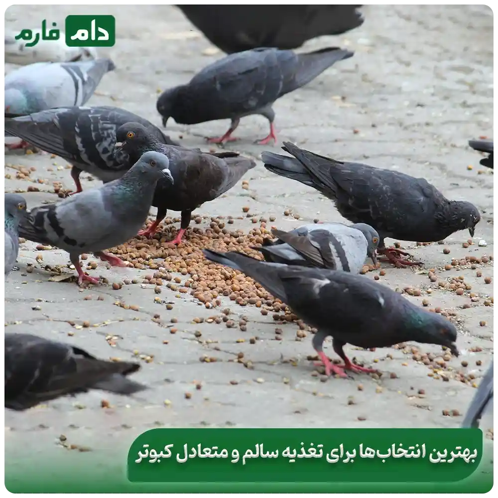 The-best-nutrition-for-the-growth-of-pigeons--The-best-feed-for-pigeons