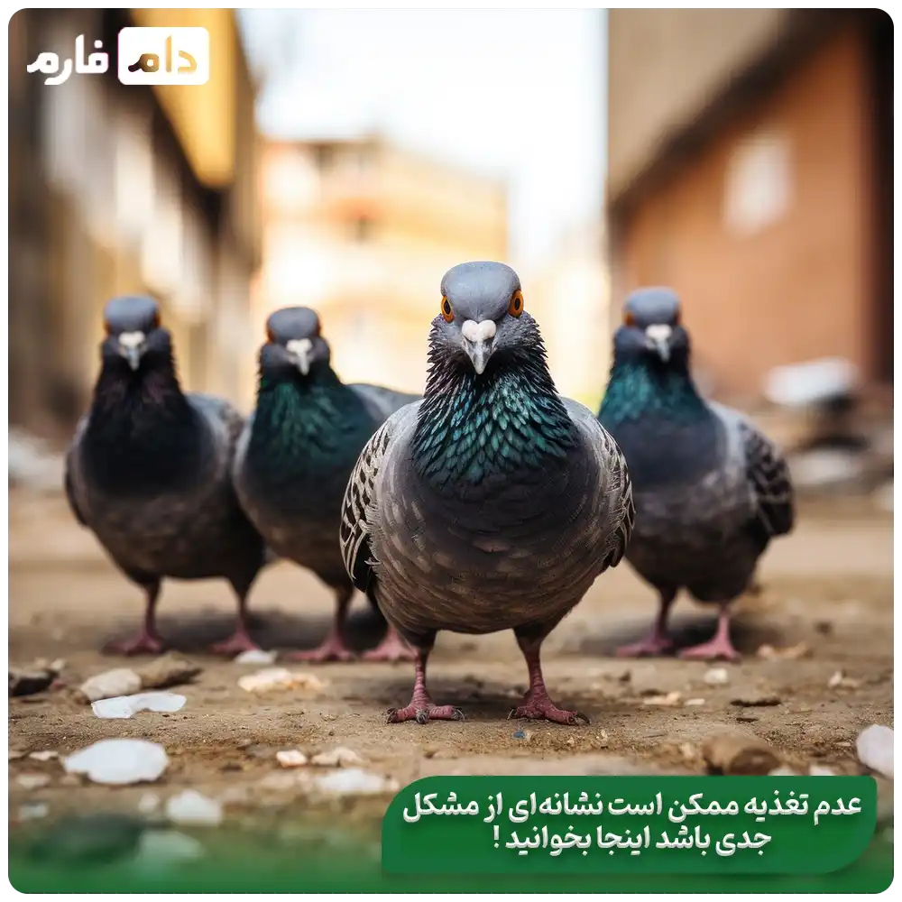 The-best-nutrition-for-the-growth-of-pigeons--The-best-feed-for-pigeons