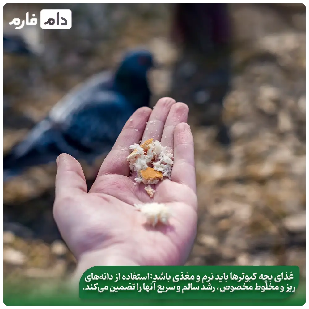 The-best-nutrition-for-the-growth-of-pigeons--The-best-feed-for-pigeons