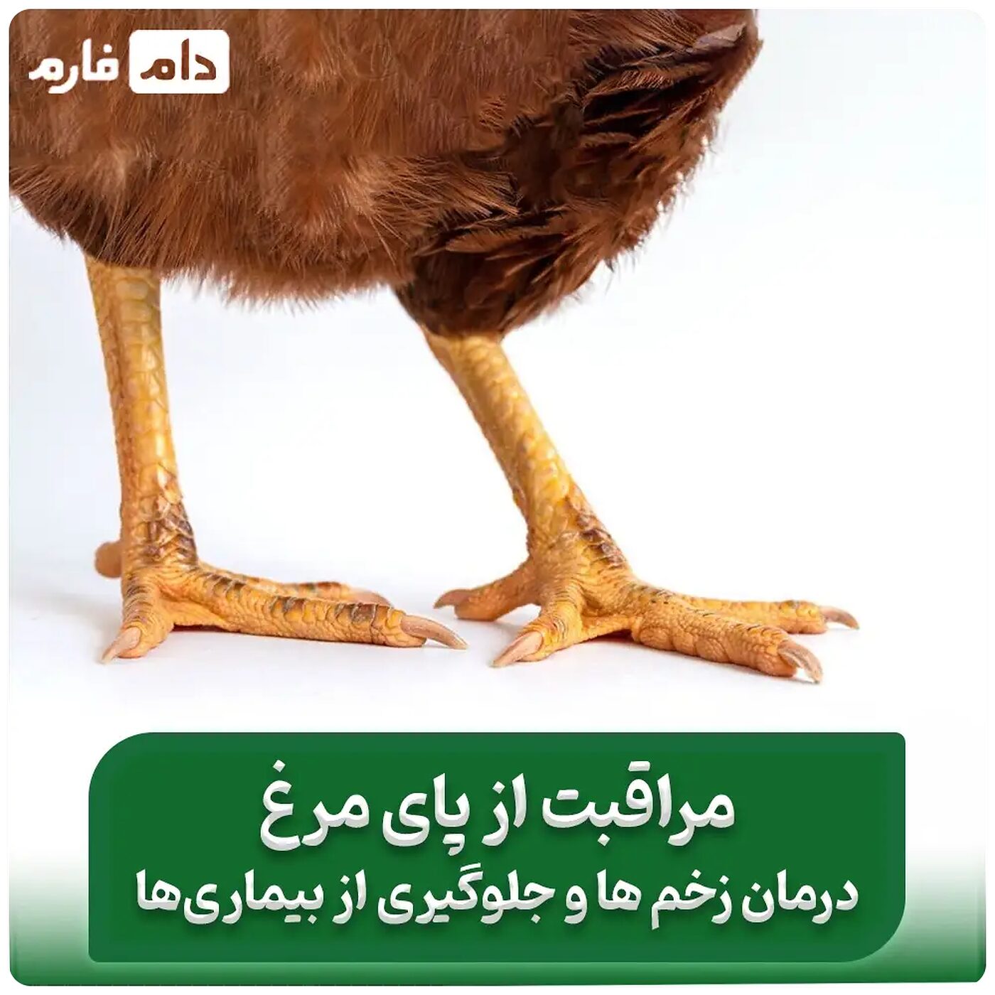 زخم_پای_مرغ_و_روش‌های_درمان_آن_؛_درمان_زخم_پای_مرغ