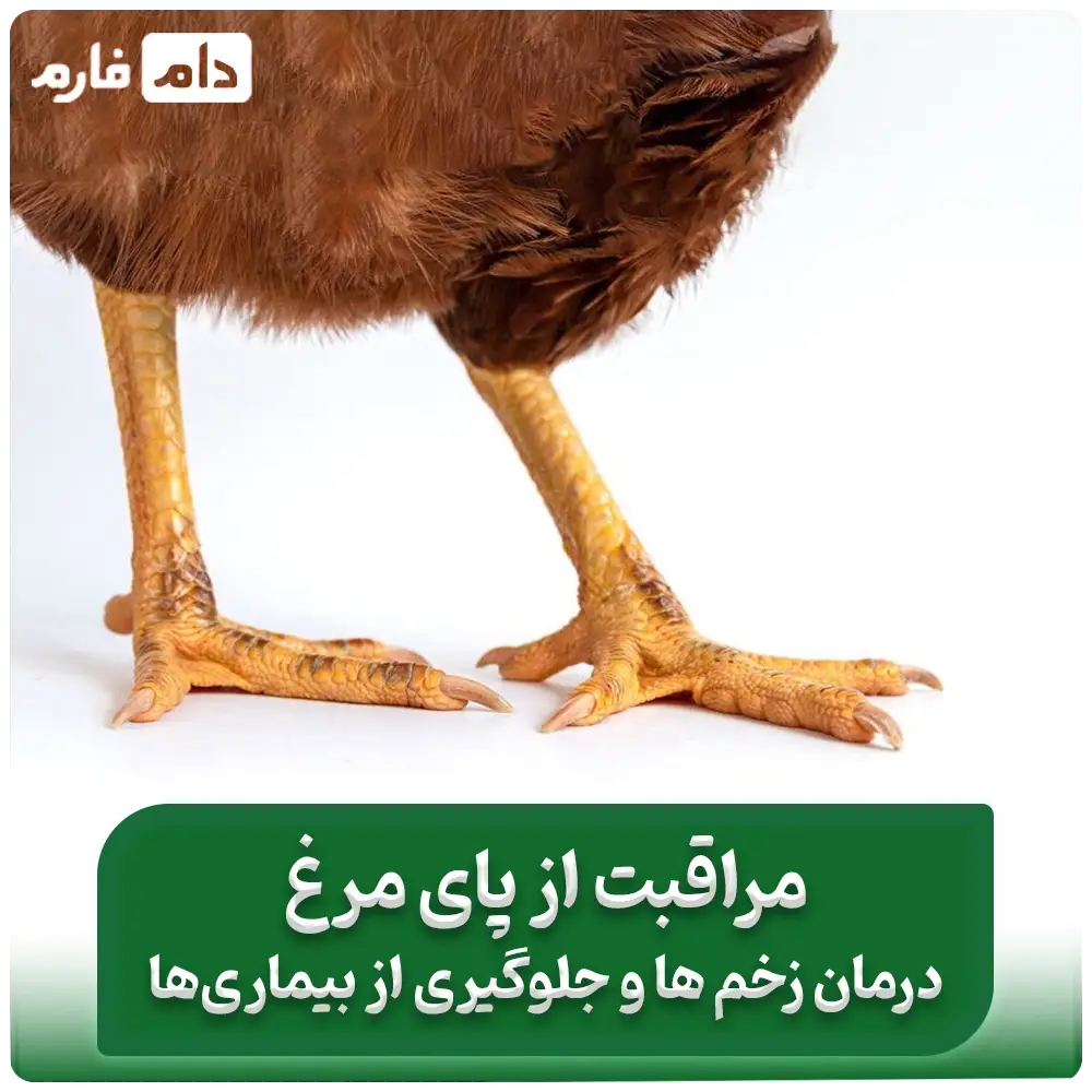 زخم_پای_مرغ_و_روش‌های_درمان_آن_؛_درمان_زخم_پای_مرغ